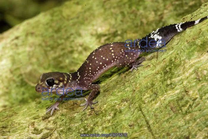 : Thick-tailed gecko : Thick-tailed gecko