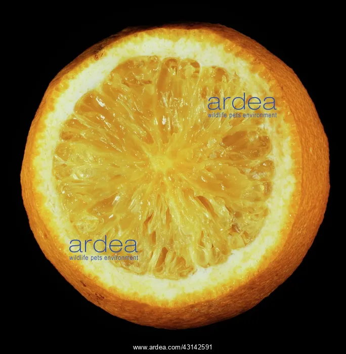 : Thickening of cell walls in an orange : Thickening of cell walls in an orange