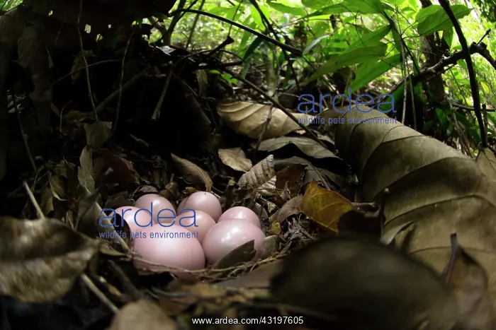 : Thicket Tinamou (Crypturellus cinnamomeus) eggs : Thicket Tinamou (Crypturellus cinnamomeus) eggs