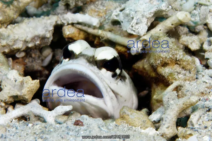 : Thickheaded well builder (Opistognathus dendriticus) : Thickheaded well builder (Opistognathus dendriticus)