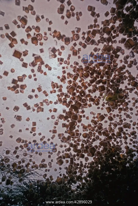 : Thimble Jellyfish - Thimble Jellyfish are always : Thimble Jellyfish - Thimble Jellyfish are always