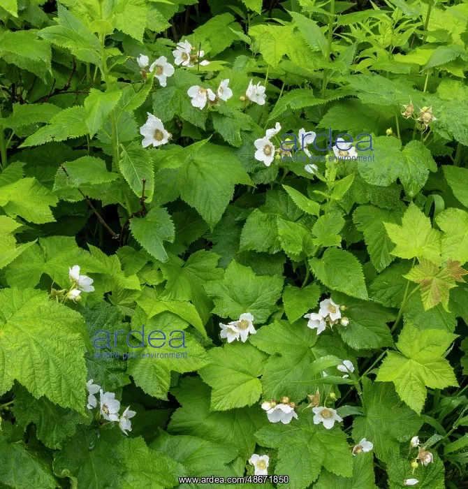 : Thimbleberry flowering in Glacier National Park, Montana : Thimbleberry flowering in Glacier National Park, Montana
