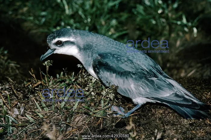 : Thin-billed Prion : Thin-billed Prion