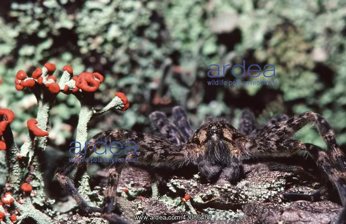 : Thin-Legged Wolf Spider : Thin-Legged Wolf Spider
