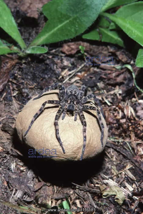 : Thin-legged Wolf Spider : Thin-legged Wolf Spider