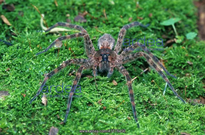: Thin-legged Wolf Spider : Thin-legged Wolf Spider