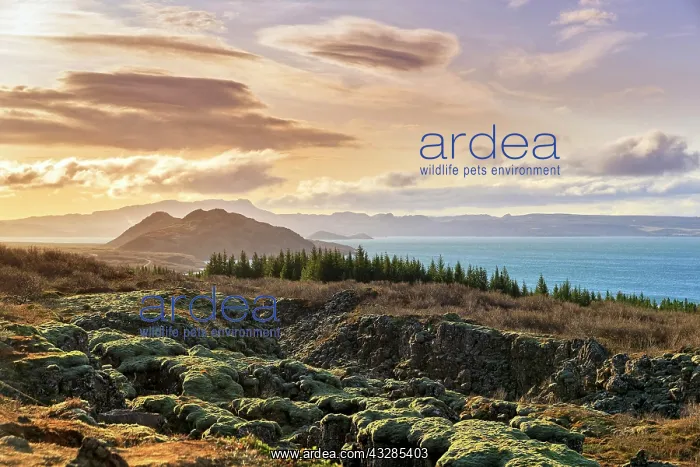 : Thingvellir National Park by the : Thingvellir National Park by the