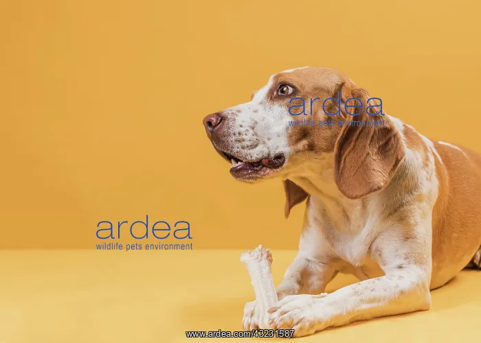 : thinking dog holding bone looking away : thinking dog holding bone looking away