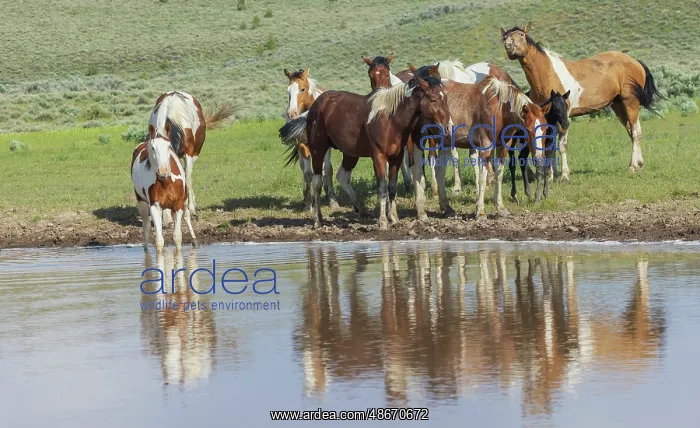 : Thirsty band of wild mustangs : Thirsty band of wild mustangs