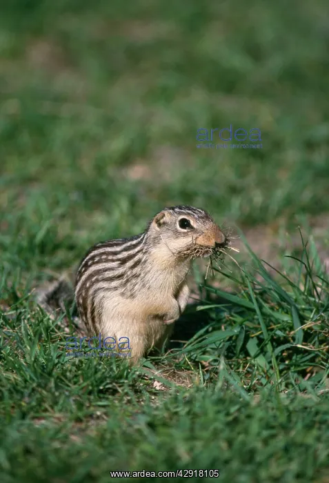 : THIRTEEN LINED GROUND SQUIRREL : THIRTEEN LINED GROUND SQUIRREL