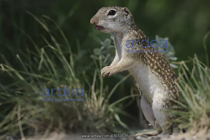 : Thirteen-lined Ground Squirrel eating - Thirteen-lined : Thirteen-lined Ground Squirrel eating - Thirteen-lined
