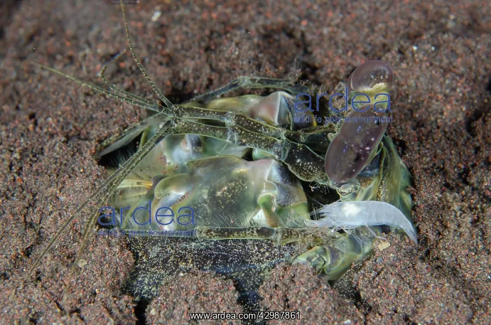: Thirteen Teeth Mantis Shrimp in hole - with Snapping : Thirteen Teeth Mantis Shrimp in hole - with Snapping