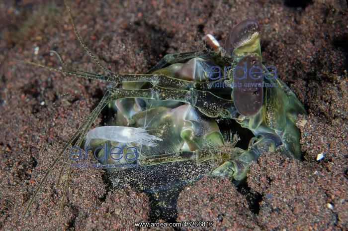 : Thirteen Teeth Mantis Shrimp in hole - with Snapping : Thirteen Teeth Mantis Shrimp in hole - with Snapping
