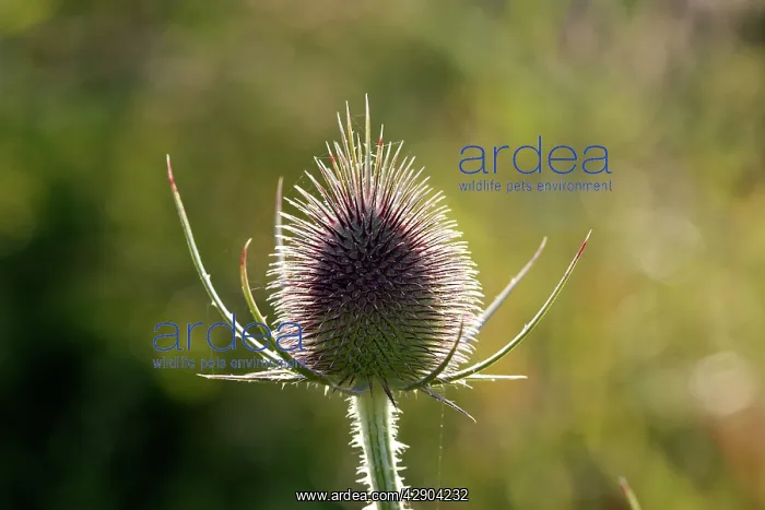  : Thistle (Cirsium sp)