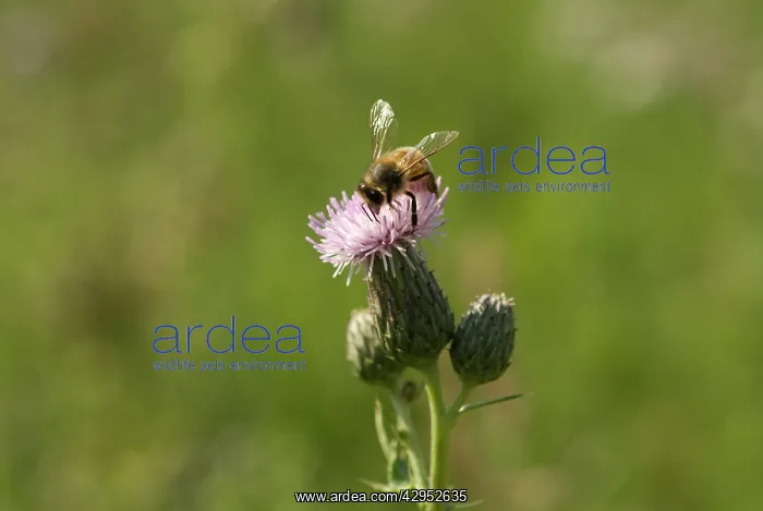  : Thistle, Creeping thistle, Cirsium arvense