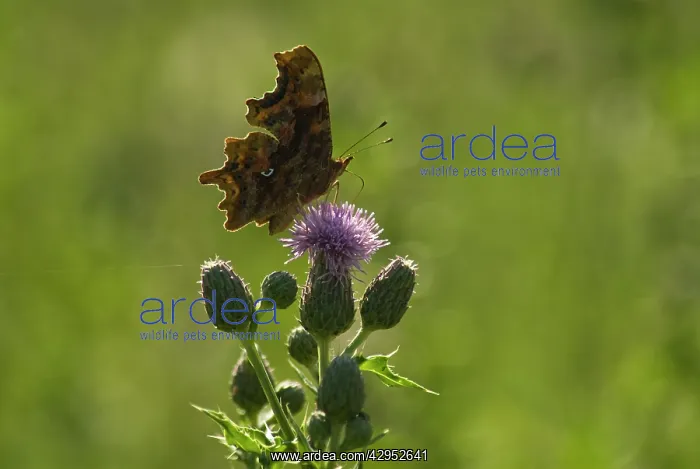  : Thistle, Creeping thistle, Cirsium arvense