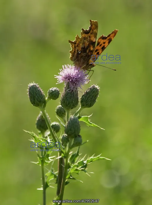  : Thistle, Creeping thistle, Cirsium arvense