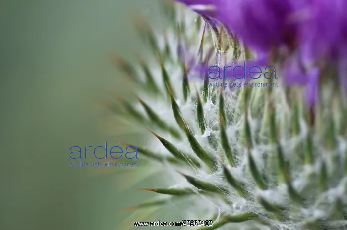 : Thistle, Onopordum acanthium, Scotch thistle, Cotton thistle : Thistle, Onopordum acanthium, Scotch thistle, Cotton thistle