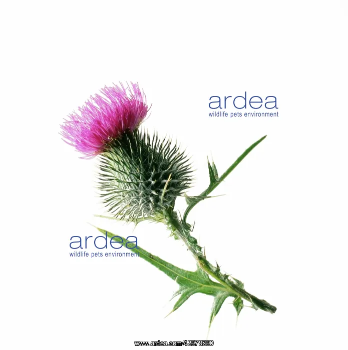 : Thistle, Spear thistle, Scotch thistle, Bull thistle, Cirsium vulgare : Thistle, Spear thistle, Scotch thistle, Bull thistle, Cirsium vulgare