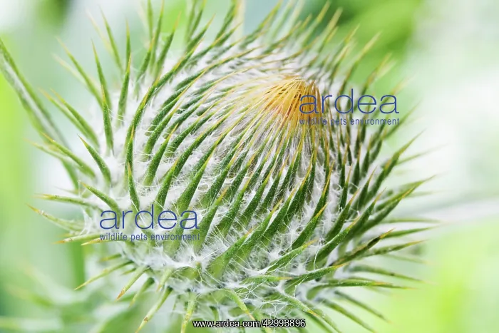 : Thistle, Scotch thistle, Cotton thistle, Onopordum acanthium : Thistle, Scotch thistle, Cotton thistle, Onopordum acanthium