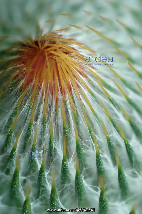 : Thistle, Scotch thistle, Cotton thistle, Onopordum acanthium : Thistle, Scotch thistle, Cotton thistle, Onopordum acanthium