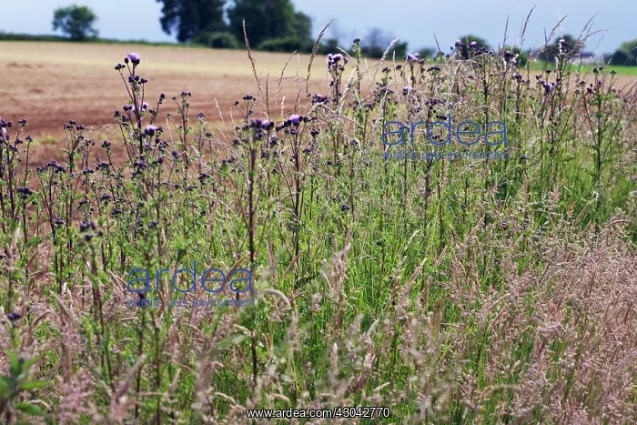 : Thistle, Creeping thistle, Cirsium arvense : Thistle, Creeping thistle, Cirsium arvense