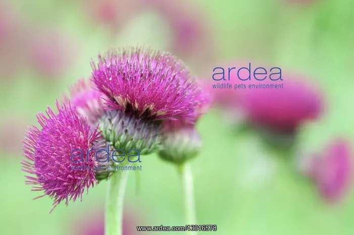 : Thistle, Brook thistle, Cirsium rivulare Atropurpureum : Thistle, Brook thistle, Cirsium rivulare Atropurpureum