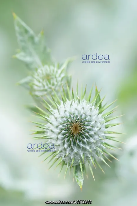 : Thistle, Cotton thistle, Scotch thistle, Onopordum acanthium : Thistle, Cotton thistle, Scotch thistle, Onopordum acanthium