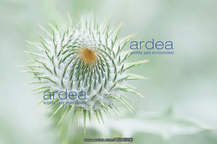 : Thistle, Scotch thistle, Cotton thistle, Onopordum acanthium : Thistle, Scotch thistle, Cotton thistle, Onopordum acanthium
