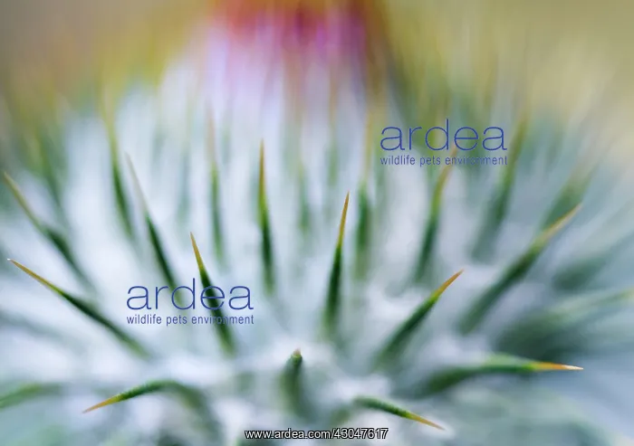 : Thistle, Scotch thistle, Cotton thistle, Onopordum acanthium : Thistle, Scotch thistle, Cotton thistle, Onopordum acanthium