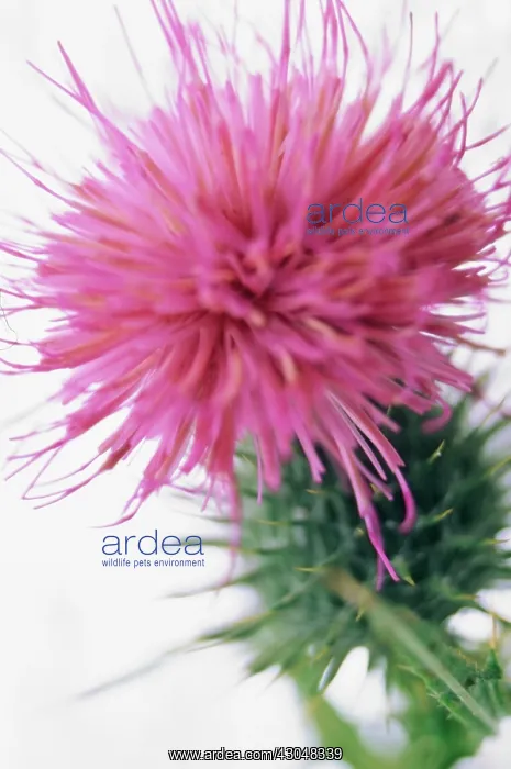  : Thistle, Spear thistle, Scotch thistle, Bull thistle, Cirsium vulgare