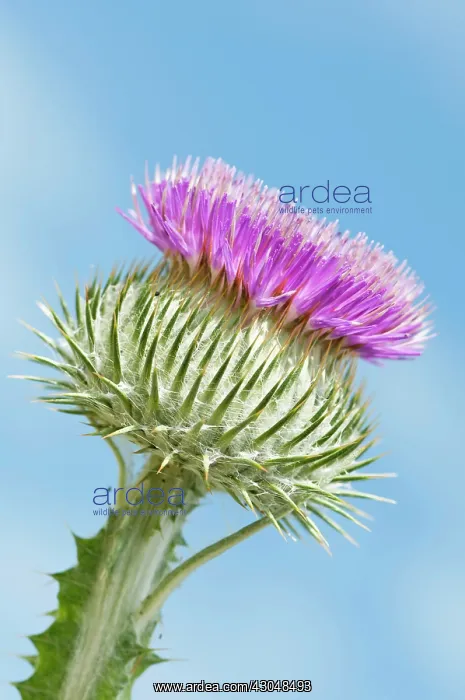 : Thistle, Onopordum acanthium, Scotch thistle, Cotton thistle : Thistle, Onopordum acanthium, Scotch thistle, Cotton thistle