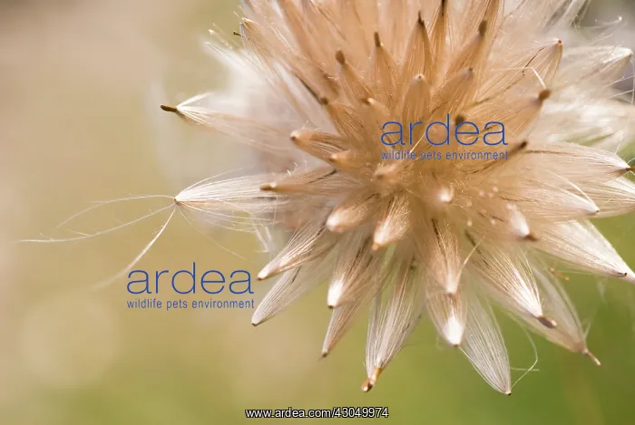 : Thistle, Creeping thistle, Cirsium arvense : Thistle, Creeping thistle, Cirsium arvense