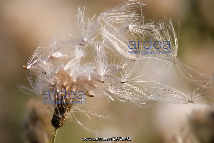 : Thistle, Creeping thistle, Cirsium arvense : Thistle, Creeping thistle, Cirsium arvense
