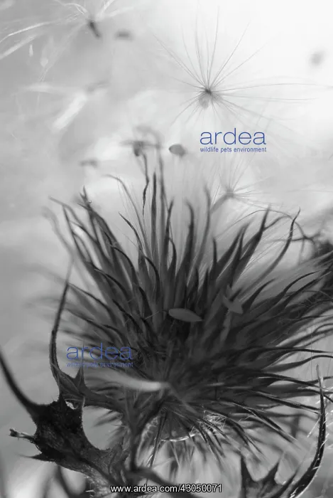 : Thistle, Spear thistle, Scotch thistle, Bull thistle, Cirsium vulgare : Thistle, Spear thistle, Scotch thistle, Bull thistle, Cirsium vulgare
