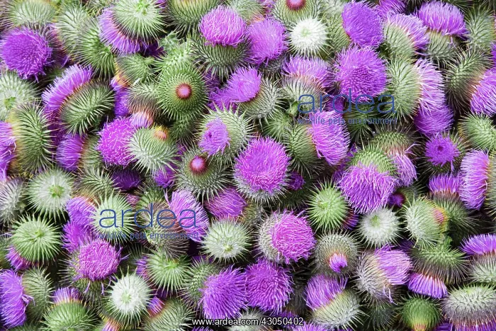: Thistle, Scotch thistle, Cotton thistle, Onopordum acanthium : Thistle, Scotch thistle, Cotton thistle, Onopordum acanthium
