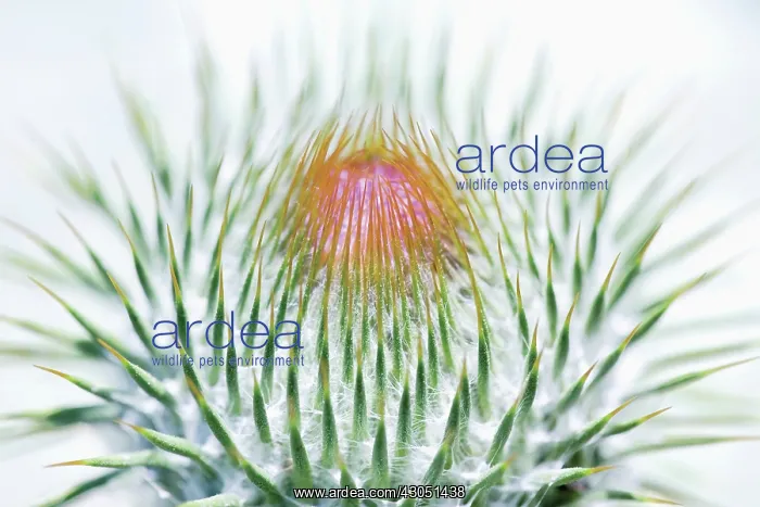 : Thistle, Scotch thistle, Cotton thistle, Onopordum acanthium : Thistle, Scotch thistle, Cotton thistle, Onopordum acanthium