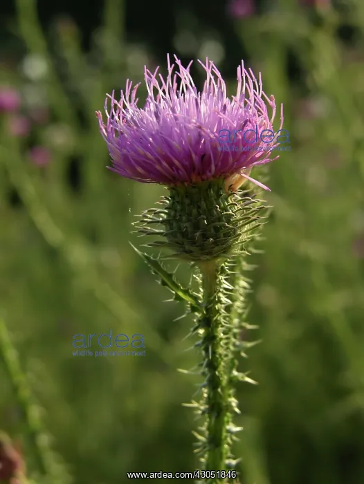 : Thistle, Spear thistle, Scotch thistle, Bull thistle, Cirsium vulgare : Thistle, Spear thistle, Scotch thistle, Bull thistle, Cirsium vulgare