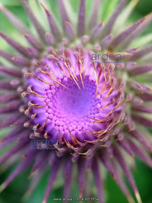: Thistle, Spear thistle, Scotch thistle, Bull thistle, Cirsium vulgare : Thistle, Spear thistle, Scotch thistle, Bull thistle, Cirsium vulgare