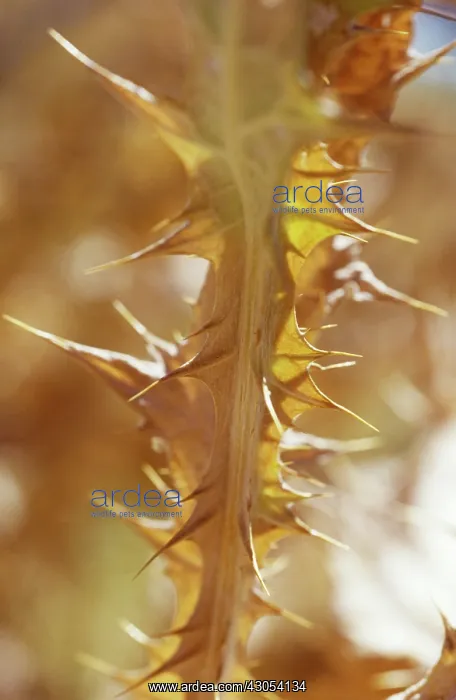 : Thistle, Scotch thistle, Cotton thistle, Onopordum acanthium : Thistle, Scotch thistle, Cotton thistle, Onopordum acanthium