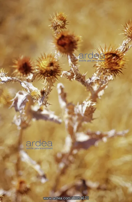 : Thistle, Scotch thistle, Cotton thistle, Onopordum acanthium : Thistle, Scotch thistle, Cotton thistle, Onopordum acanthium