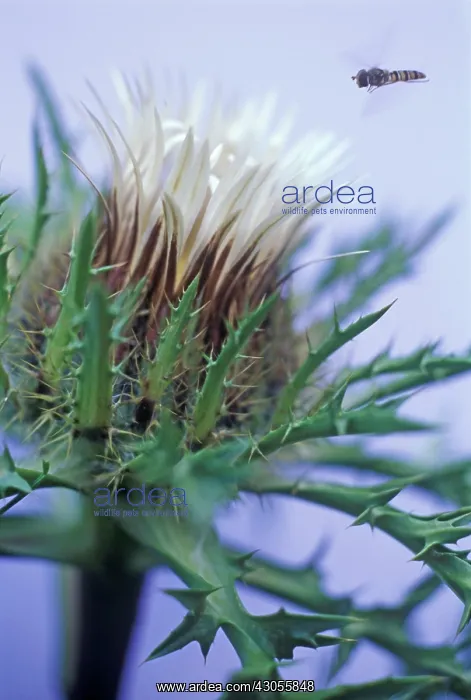 : Thistle, Dwarf thistle, Carlina acaulis : Thistle, Dwarf thistle, Carlina acaulis