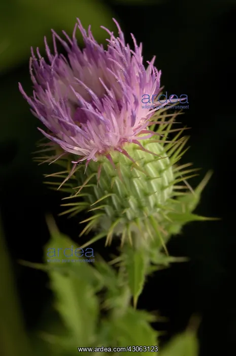 : Thistle, Spear thistle, Scotch thistle, Bull thistle, Cirsium vulgare : Thistle, Spear thistle, Scotch thistle, Bull thistle, Cirsium vulgare