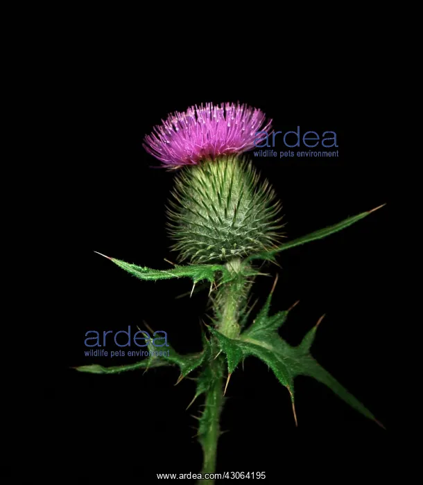 : Thistle, Spear thistle, Scotch thistle, Bull thistle, Cirsium vulgare : Thistle, Spear thistle, Scotch thistle, Bull thistle, Cirsium vulgare