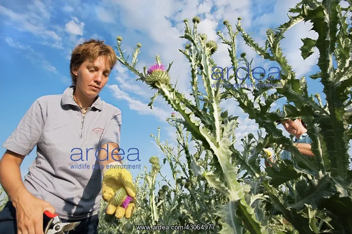 : Thistle, Scotch thistle, Cotton thistle, Onopordum acanthium : Thistle, Scotch thistle, Cotton thistle, Onopordum acanthium