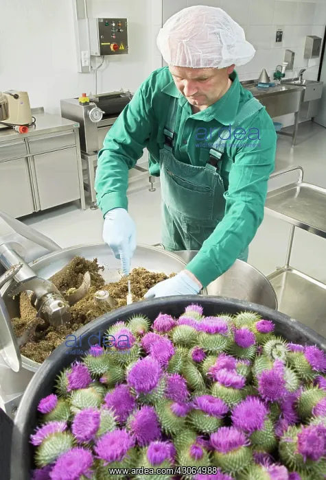: Thistle, Scotch thistle, Cotton thistle, Onopordum acanthium : Thistle, Scotch thistle, Cotton thistle, Onopordum acanthium