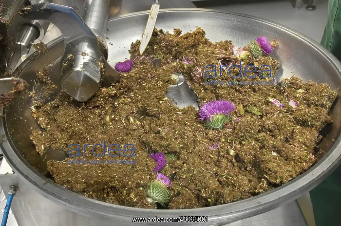 : Thistle, Scotch thistle, Cotton thistle, Onopordum acanthium : Thistle, Scotch thistle, Cotton thistle, Onopordum acanthium