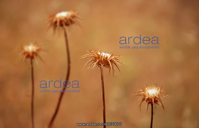 : Thistle, Carline thistle, Carlina vulgaris : Thistle, Carline thistle, Carlina vulgaris