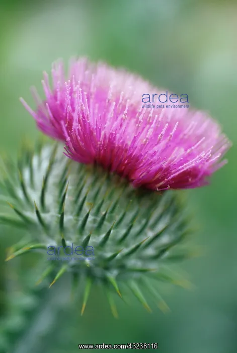 : Thistle, Spear thistle, Scotch thistle, Bull thistle, Cirsium vulgare : Thistle, Spear thistle, Scotch thistle, Bull thistle, Cirsium vulgare