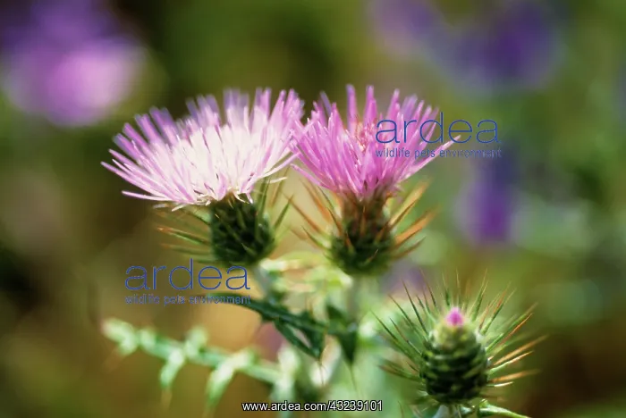 : Thistle, Cirsium : Thistle, Cirsium